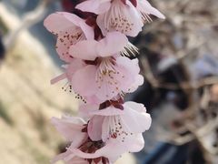 -桃花堤公园