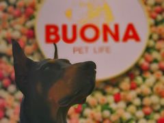 -百好乐宠物友好餐厅(朝外大街店)