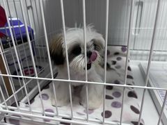 -翊宠yipet猫狗购宠庄园犬舍•猫舍