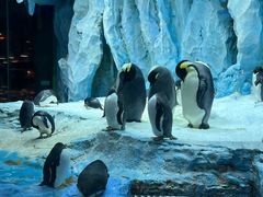 -帝企鹅自助餐厅•儿童岛•真企鹅(长隆企鹅酒店)