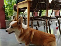 -Home Cafe