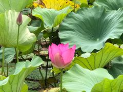 -洪湖生态旅游区