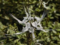 -中国科学院华南植物园