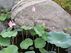 -羊亭河湿地公园