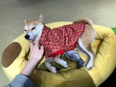 -逗柴咖啡屋·狗咖猫咖宠物桌游