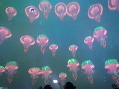 -烟台海昌鲸鲨海洋公园