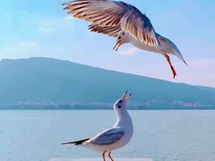 -海埂大坝