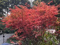 -成都市活水公园