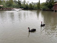 -溱湖国家湿地公园