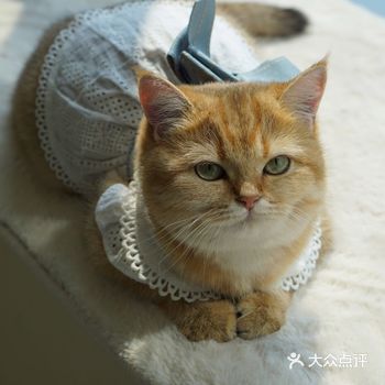 心心念念想养只在点评上搜了一圈之后，跑了n多家猫舍宠