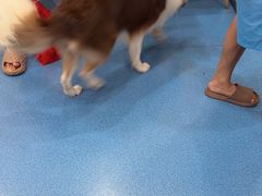 -创凡宠物医院·骨专科  猫科中心(西乡分院)