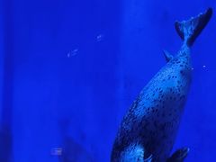 -上海海昌海洋公园
