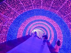 -大塘金香草谷