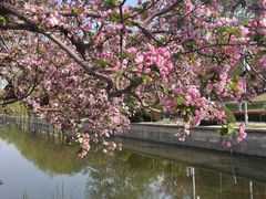 -海棠花溪(元大都城垣遗址公园)