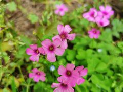 -合肥滨湖国家森林公园