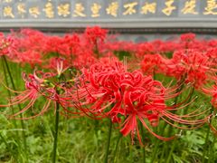 -西安大兴善寺