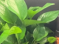 -梵猫·新养生(加州广场店)