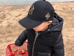 -胜丰草莓采摘园