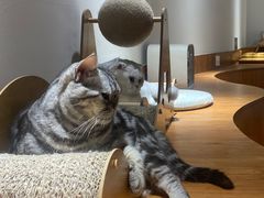 -有猫主题·治愈系猫咖(曾厝垵店)