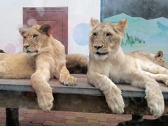 -大连森林动物园