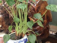 iphone_upload_pic-漫渡庄绿岛花园•隐世庭园菜(滨湖店)
