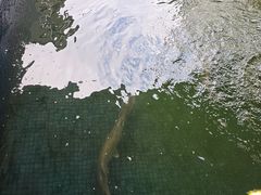 -鸿渡渔庄·特色鸭咀鱼