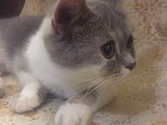 -猫色咖啡·猫咖