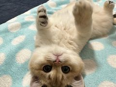 -东方名猫馆·英短金渐层布偶猫舍(环线广场1号楼店)