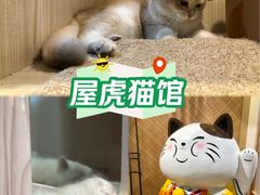 -屋虎猫馆(宝安大仟里店)