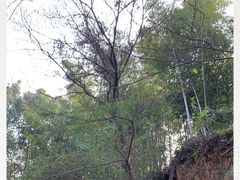 -上海佘山国家森林公园西佘山园