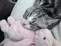 -LESCEDARS Brasserie Bistro香柏树