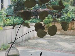 -COTTON CAFE(德信·中外公寓店)