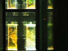 -广东中医药博物馆