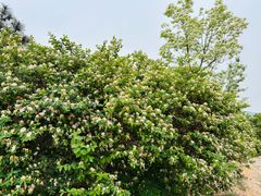 -北京西山国家森林公园