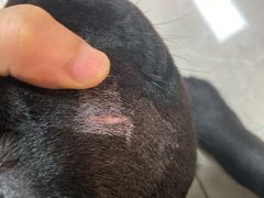 -康乐宝动物医院