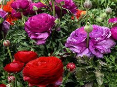 -郑州中国绿化博览园