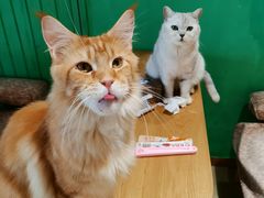 -藏猫猫咖啡主题馆(中央大道店)