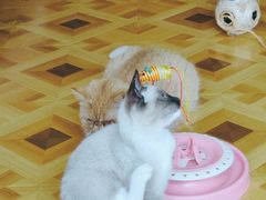 -MOYOYO猫咪咖啡店