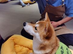 -逗柴咖啡屋·狗咖猫咖宠物桌游