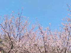 -武汉大学-樱园