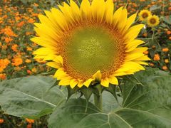 漩门湾国家湿地公园-漩门湾国家湿地公园