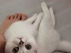 -lincat·猫舍(广州店)