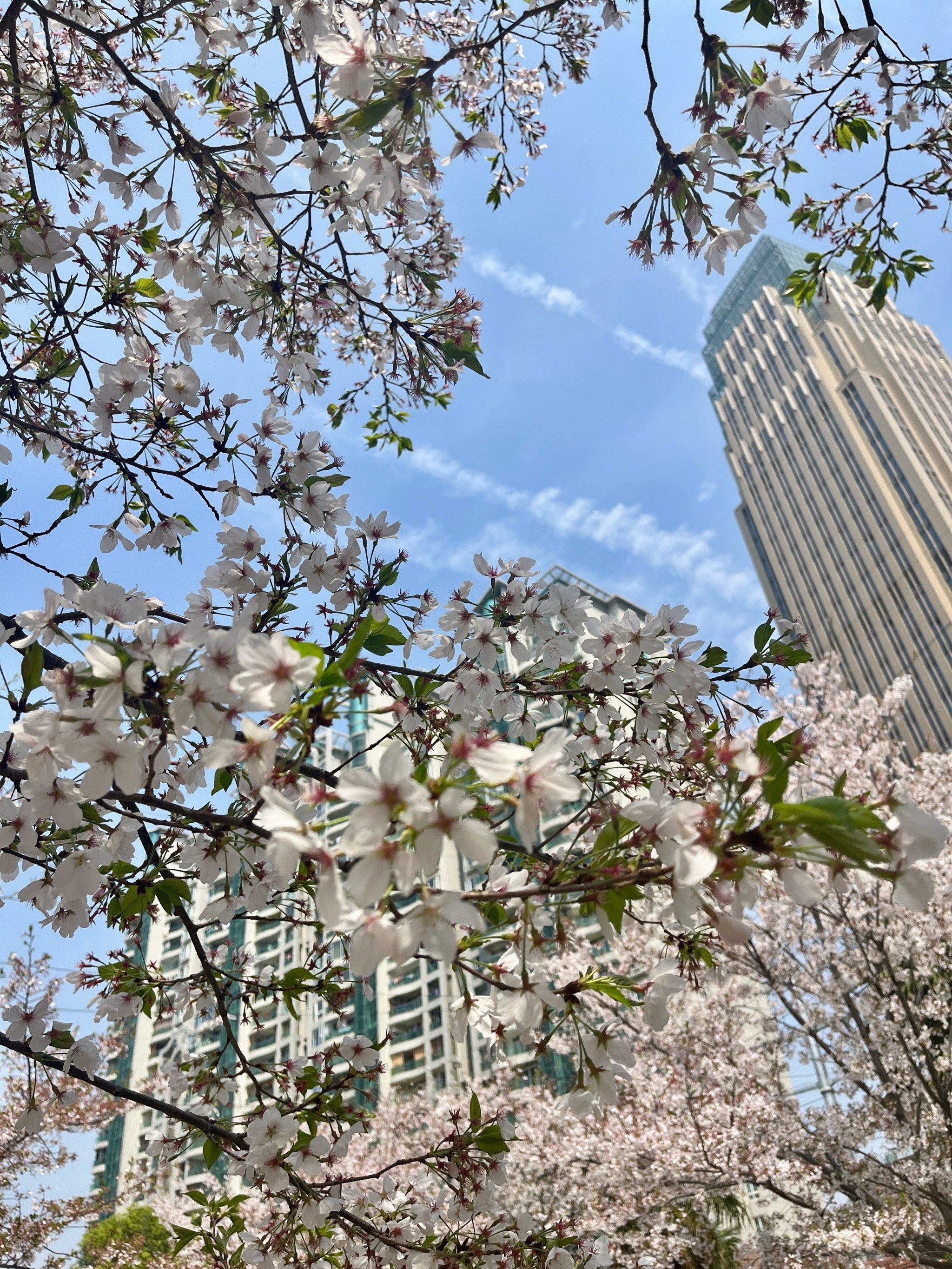 西北湖和晴川饭店的樱花与柳绿[胜利]