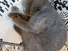 -平行世界·猫咖(首经贸店)