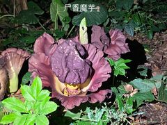 -中国科学院西双版纳热带植物园