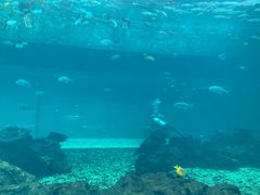 -海棠湾洲际-涛·海底餐厅·美人鱼·自助餐·海底隧道