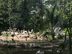 -新加坡飞禽公园
