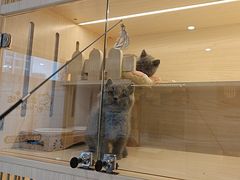 -柚子猫舍·精品猫舍购猫·猫咪认养·购宠·宠物店