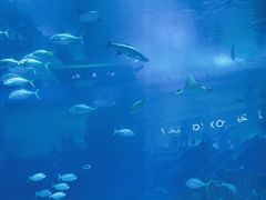 -迪拜水族馆及水下动物园