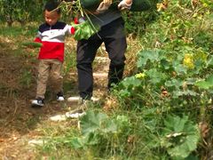 -樂桃源奉贤黄桃种植采摘基地